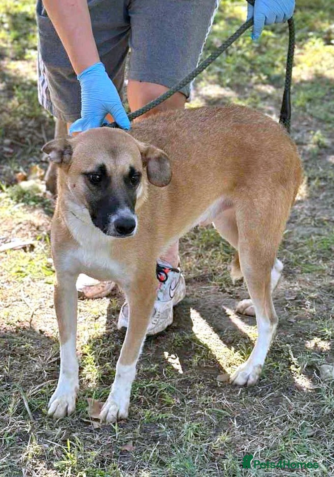Mixed Breed dogs for adoption: 💛🐾 Cody – a heart as big as his smile 🐾💛 - Image 5