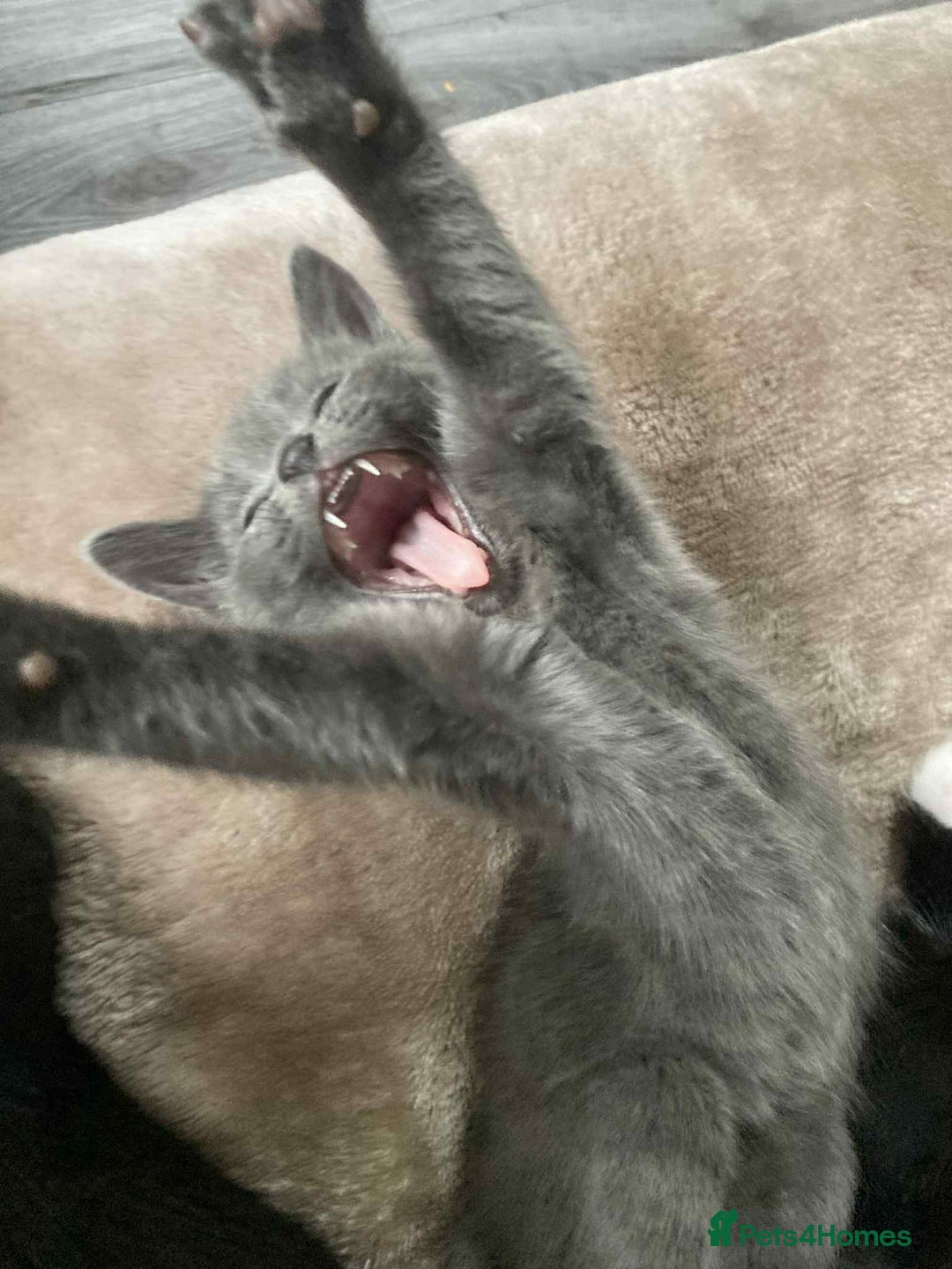 Mixed Breed cats for sale: Kittens for sale - Image 1