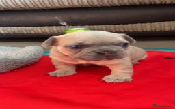 French Bulldog dogs for sale: French bulldog  - Image 3