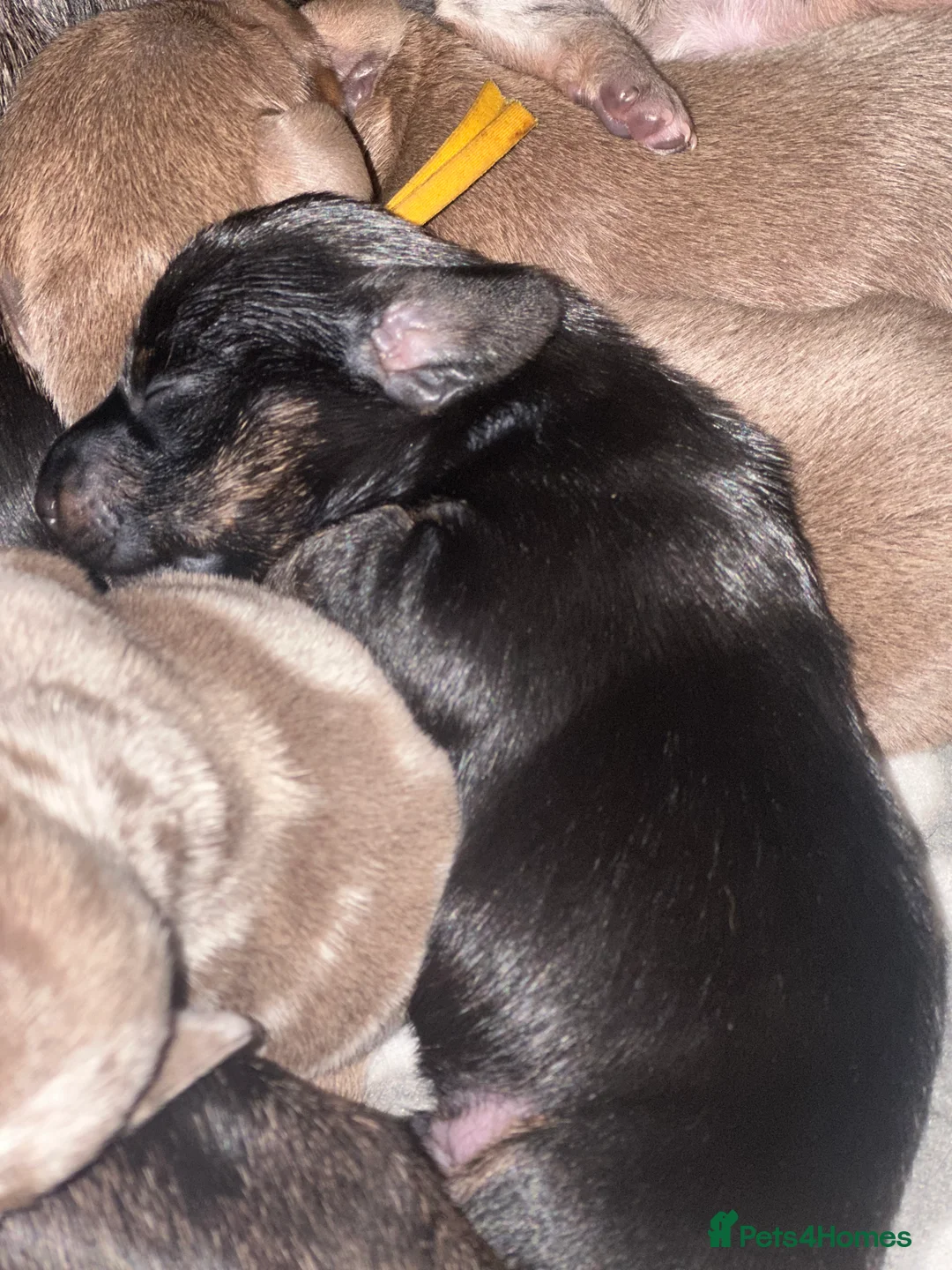 Miniature Dachshund dogs for sale: Miniature dachshund puppies - Advert 7