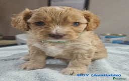 Cavapoo dogs for sale: Cute bundles of sweetness  - Image 13