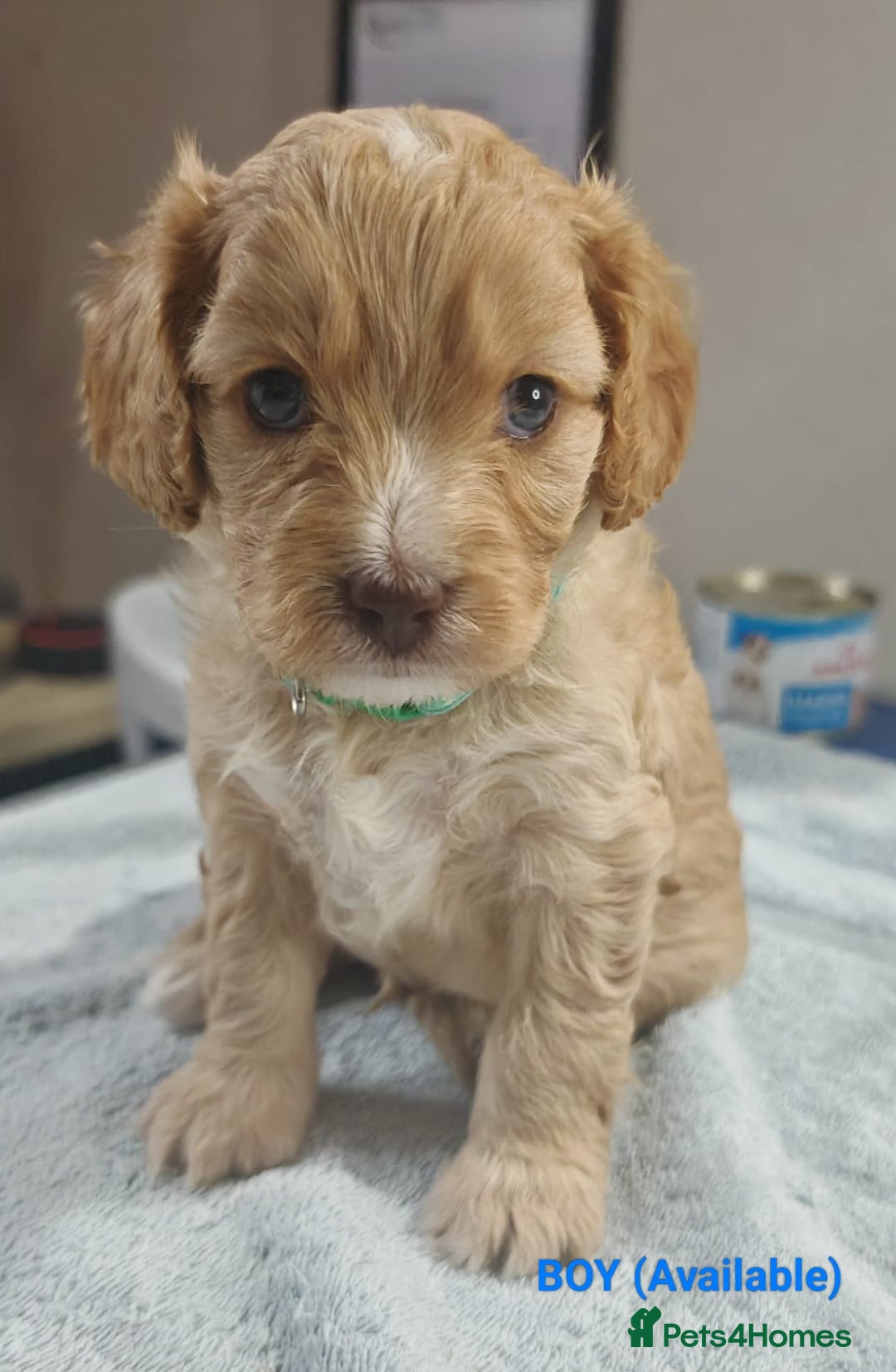Cavapoo dogs for sale: Cute bundles of sweetness  - Image 13