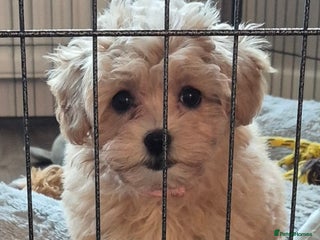 Maltipoo dogs F1 Maltipoo puppies 🐶 Just 2 girls remaining - Advert 2