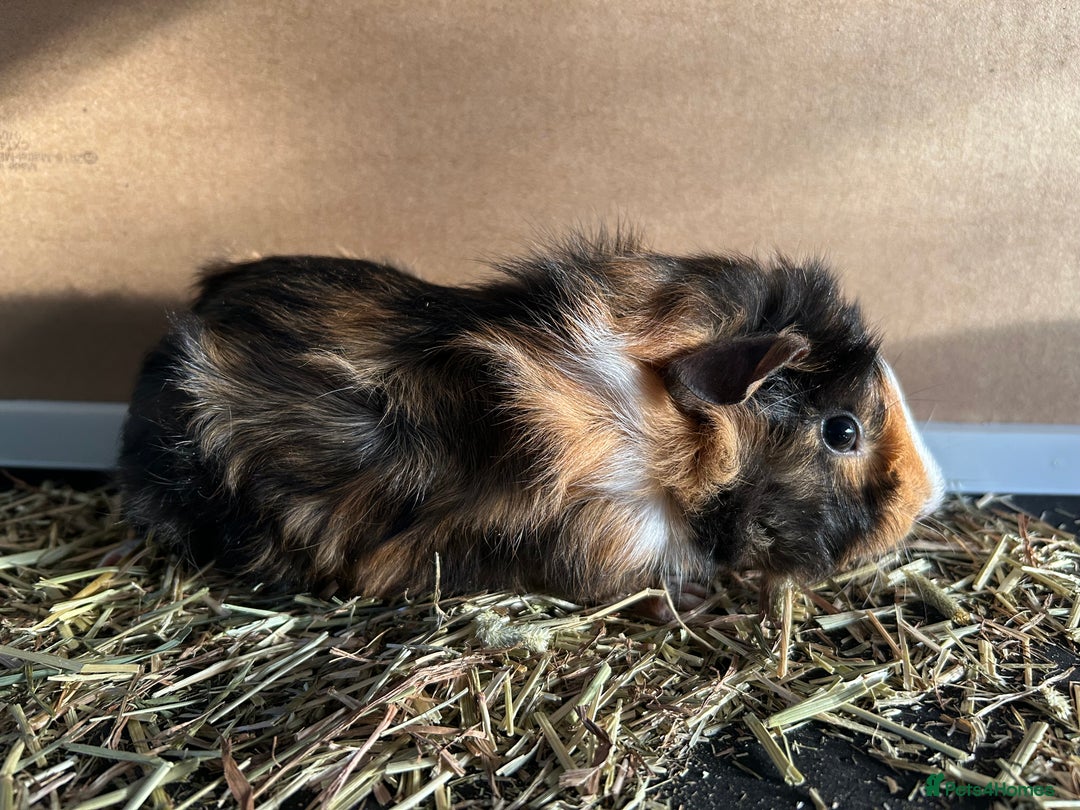 Guinea Pig rodents for sale: Guineapigs  - Advert 4