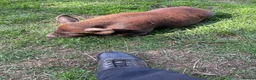Pig livestock for sale: Juliana X kune kune boars - Advert 8