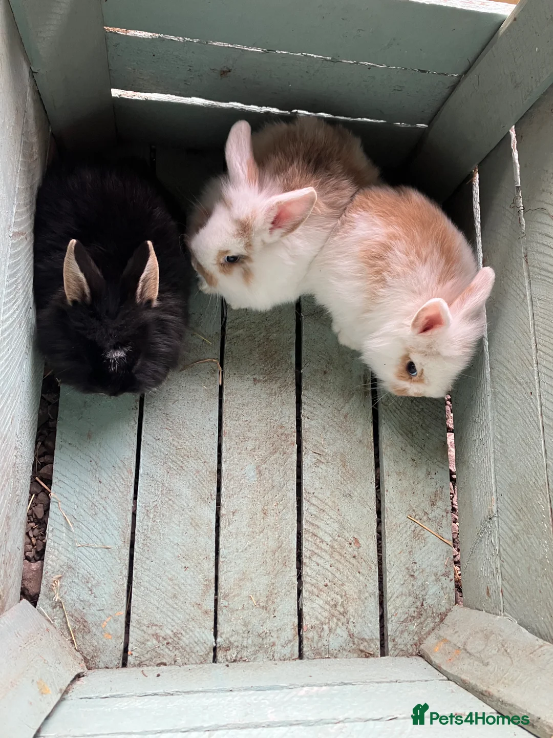 Mini Lion Lop rabbits for sale: Lovely litter of mini lion lops available soon - Advert 8