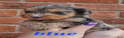 Cockapoo dogs for sale: Stunning toy cockerpoo puppy's for sale  in Ashbourne - Advert 16