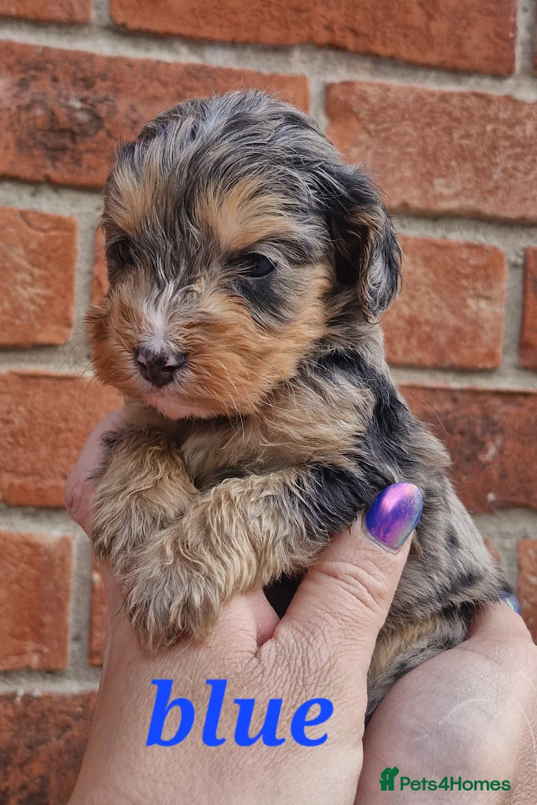 Cockapoo dogs for sale: Stunning toy cockerpoo puppy's for sale  in Ashbourne - Advert 16