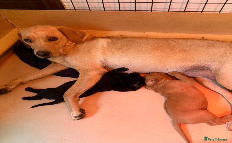 Labrador Retriever dogs - Advert 8