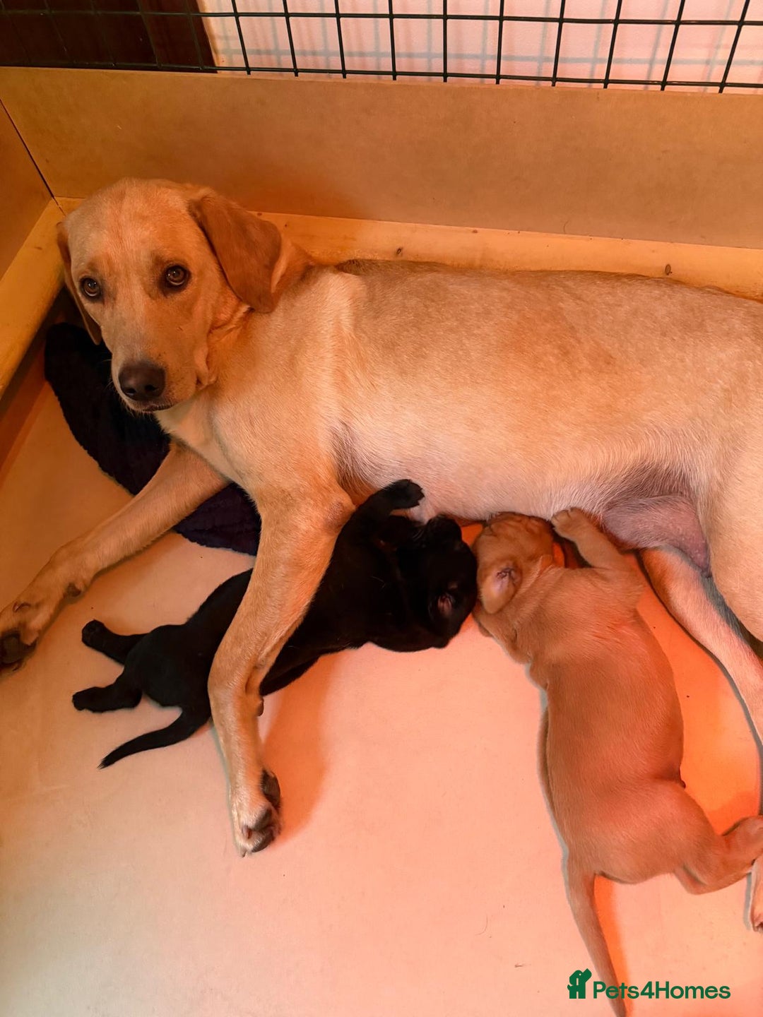 Labrador Retriever dogs for sale: KC Register Labradors Puppies - Advert 1