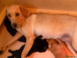 Labrador Retriever dogs KC Register Labradors Puppies - Advert 9