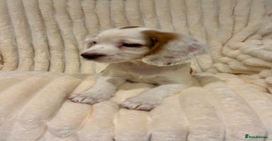 Cocker Spaniel dogs - Advert 7