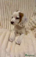 Cocker Spaniel dogs - Advert 2