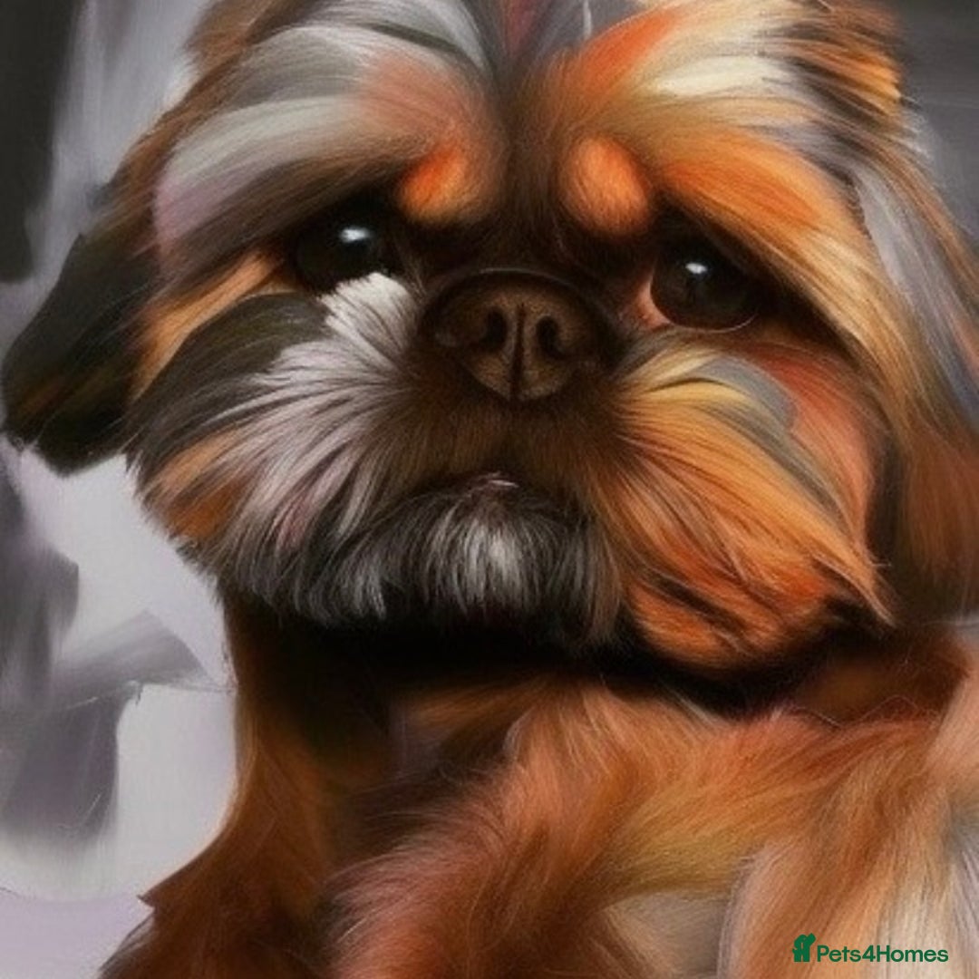 Shih Tzu dogs for stud: Stunning shihtzu stud in Wrexham - Advert 17