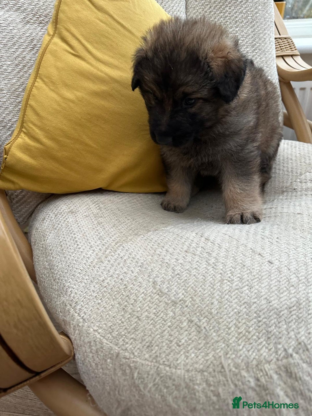 German Shepherd dogs for sale: GSD puppies - Advert 11