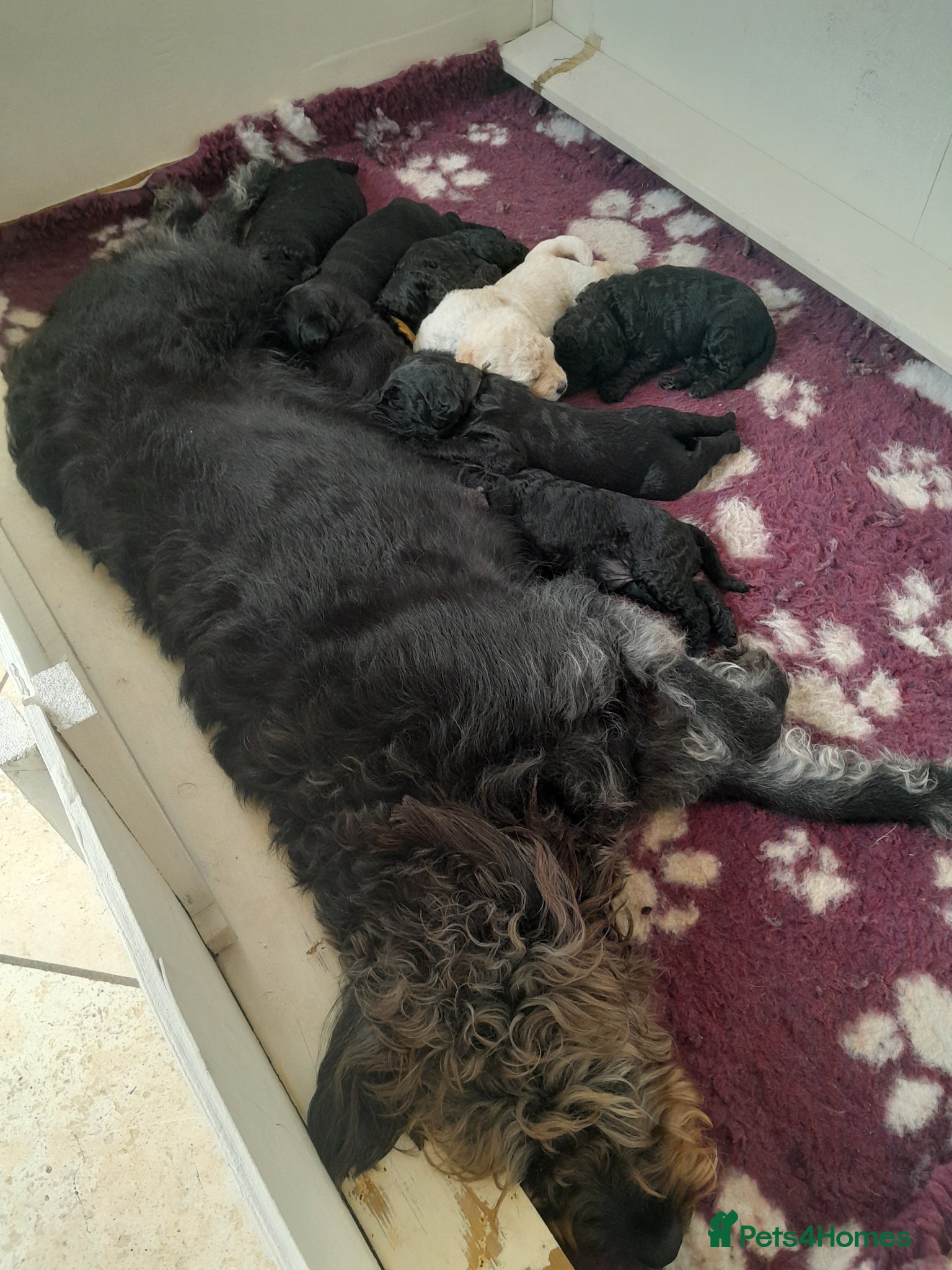 Goldendoodle dogs GORGEOUS GOLDENDOODLE  PUPPIES READY FOR NEW HOMES - Advert 2