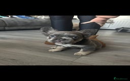 French Bulldog dogs for sale: 1 Year old Fluffy Frenchie - Image 4