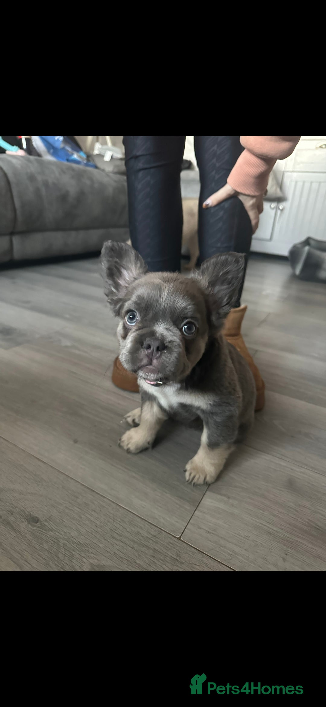 French Bulldog dogs for sale: 1 Year old Fluffy Frenchie - Image 4