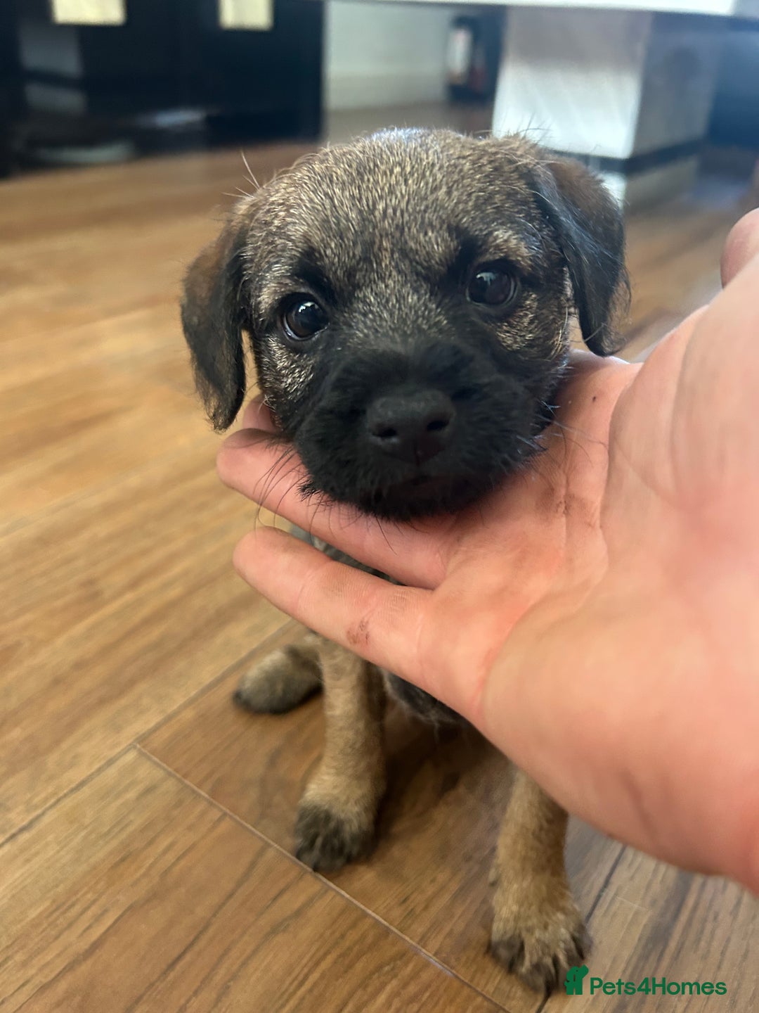 Border Terrier dogs for sale: Border Terrier pups Female - Image 2