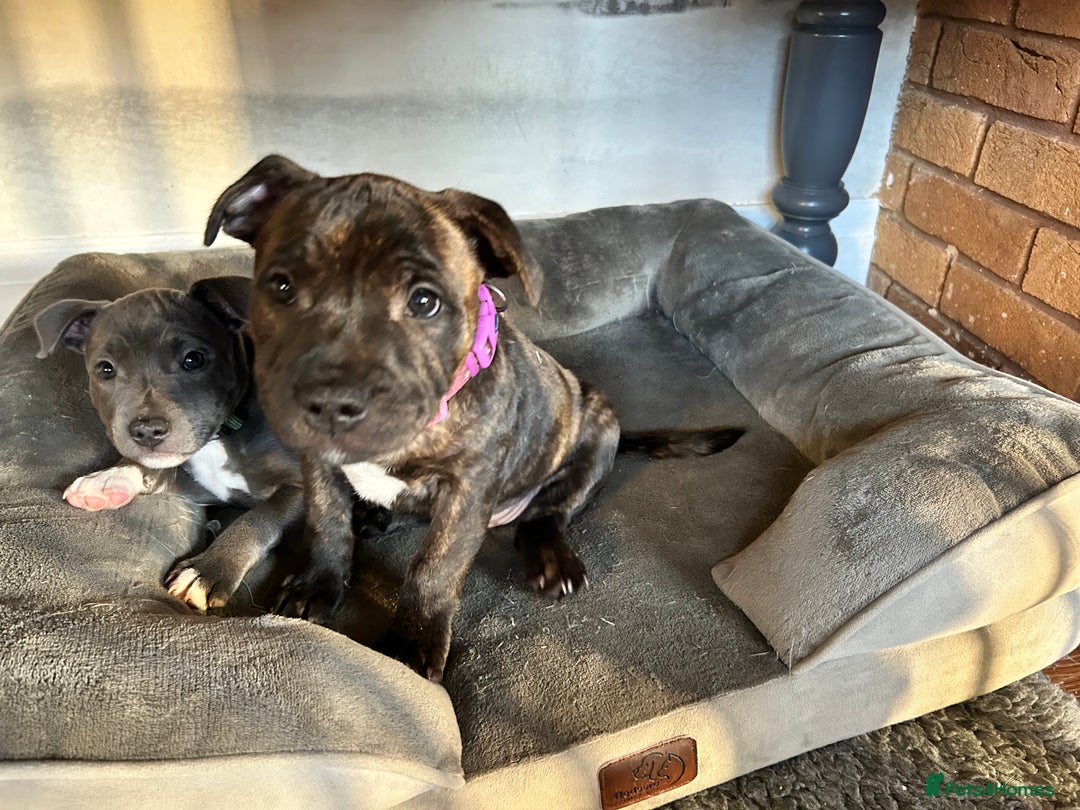 Staffordshire Bull Terrier dogs for sale: Staffordshire Bull Terrier puppy - Advert 3
