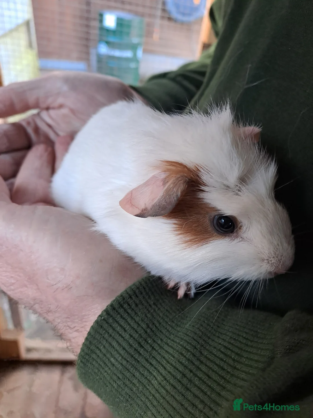 Guinea Pig rodents for sale: Beautiful Baby guinea pigs for sale  - Advert 6