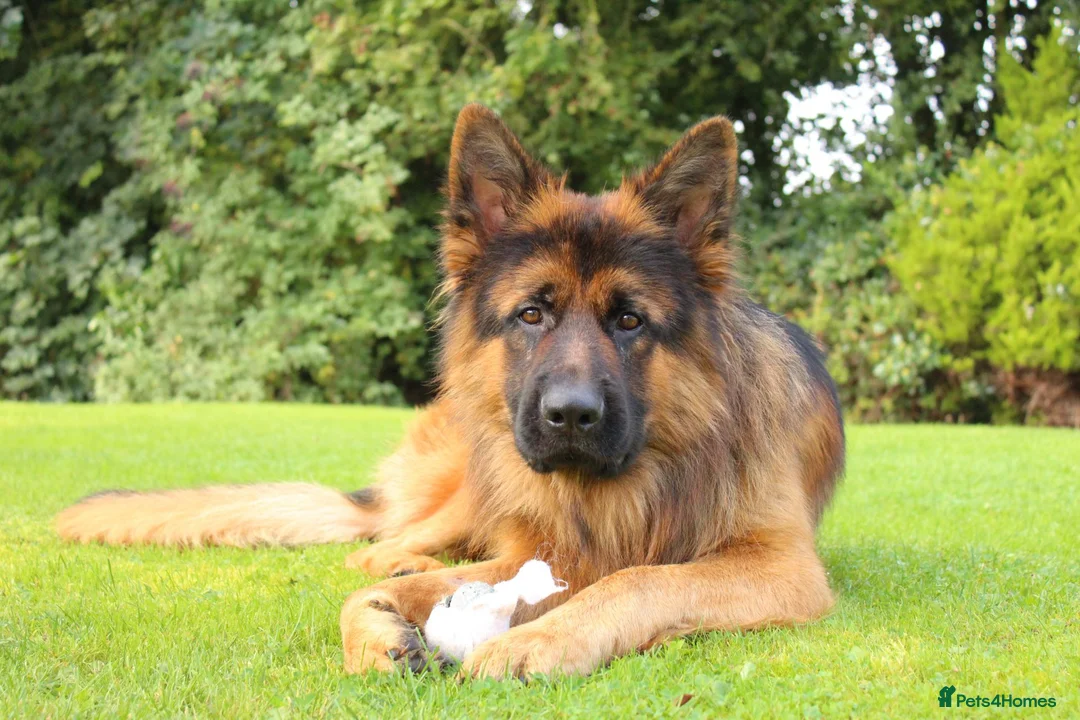 German Shepherd dogs for stud: Long Haired German Shephard For Stud  - Advert 1