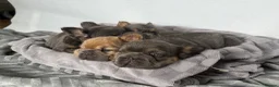 French Bulldog dogs for sale: Fluffy French Bulldog Puppies  - Advert 23