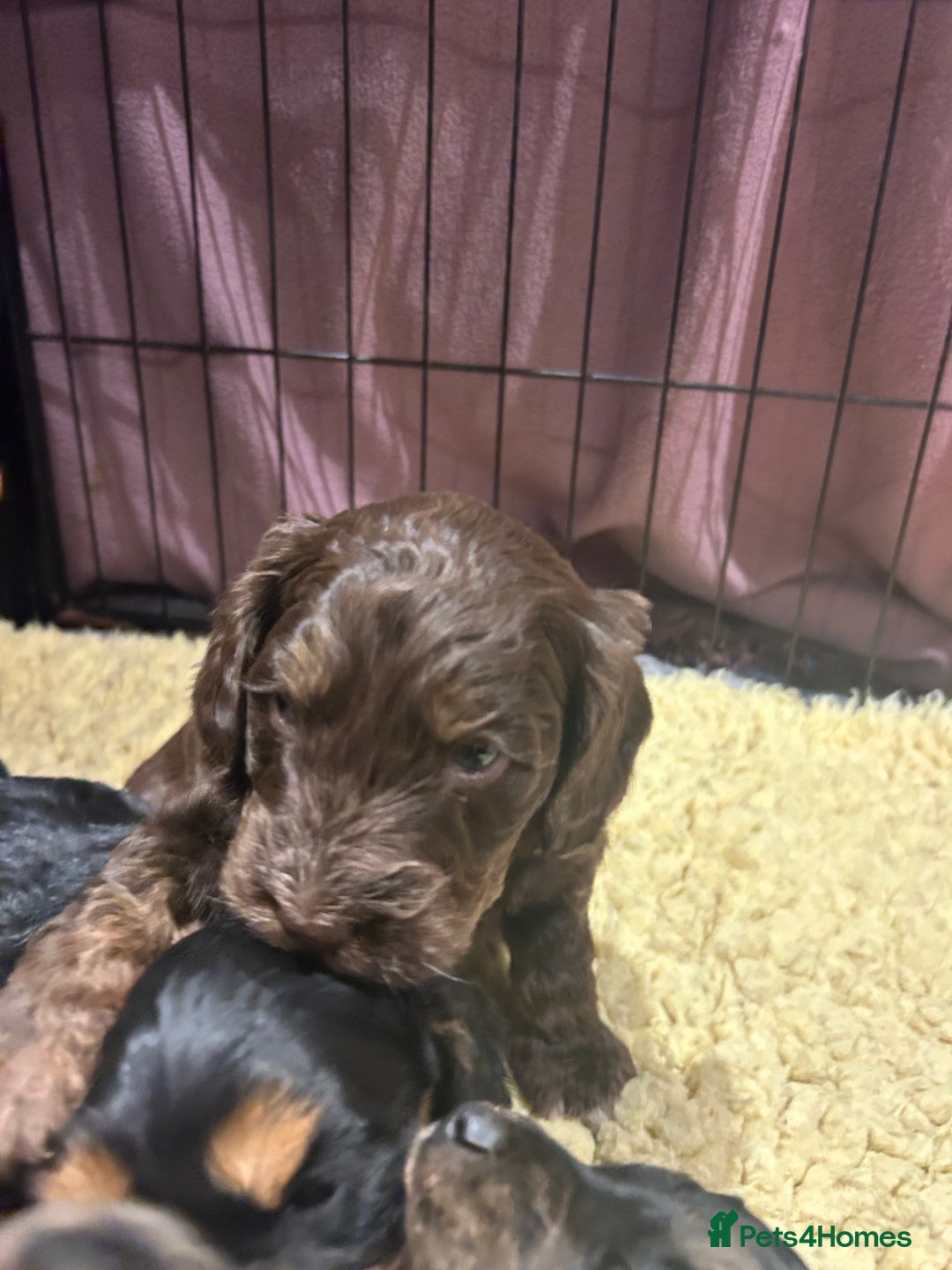 Cockapoo dogs for sale: Cockapoo puppies  - Advert 8