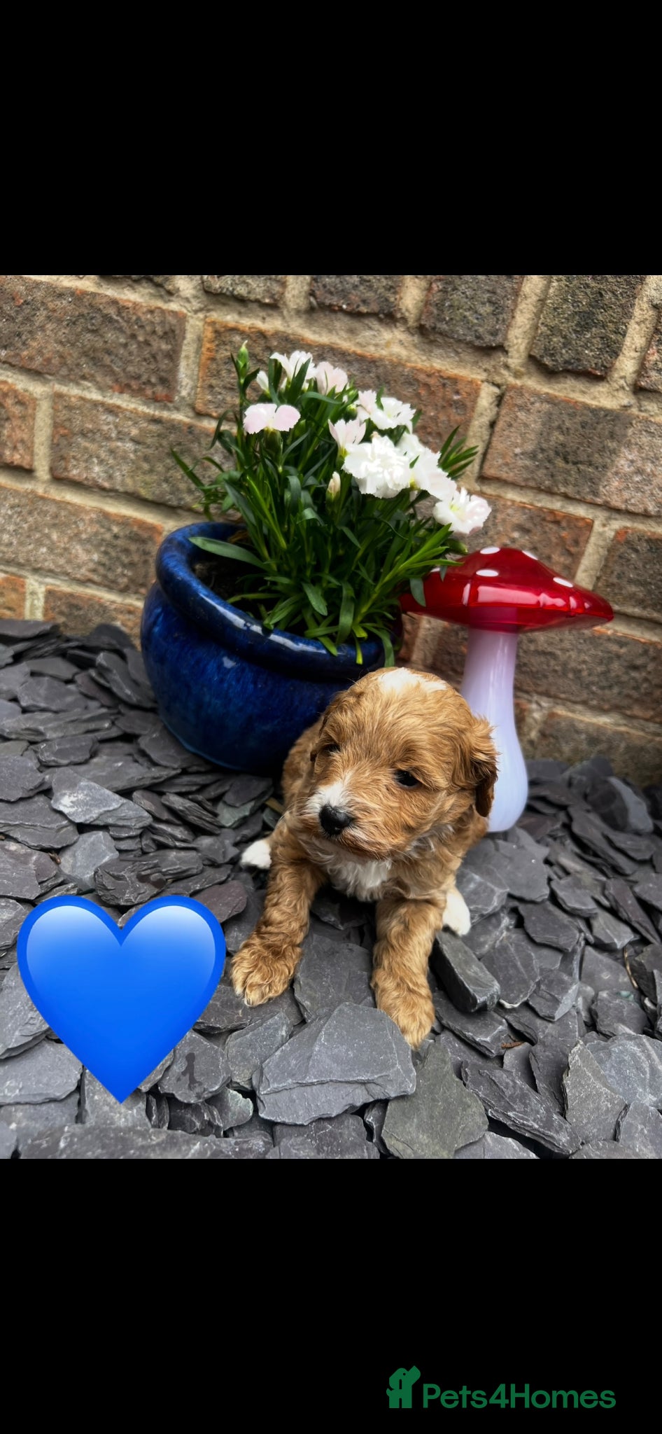 Cockapoo dogs F1b cockapoo for sale - Advert 2