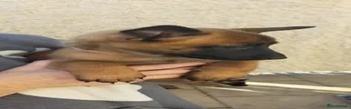 Belgian Shepherd Dog 4