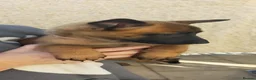 Belgian Shepherd Dog dogs for sale: Belgian Malinois Puppies - Advert 8