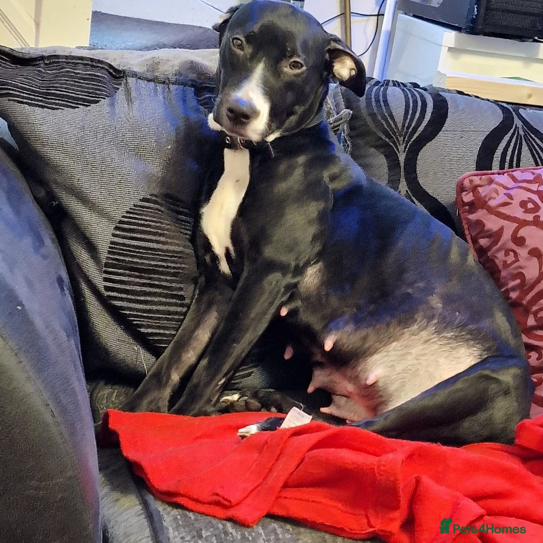Mixed Breed dogs for sale: Female dog to a dog home (please read description) - Image 8