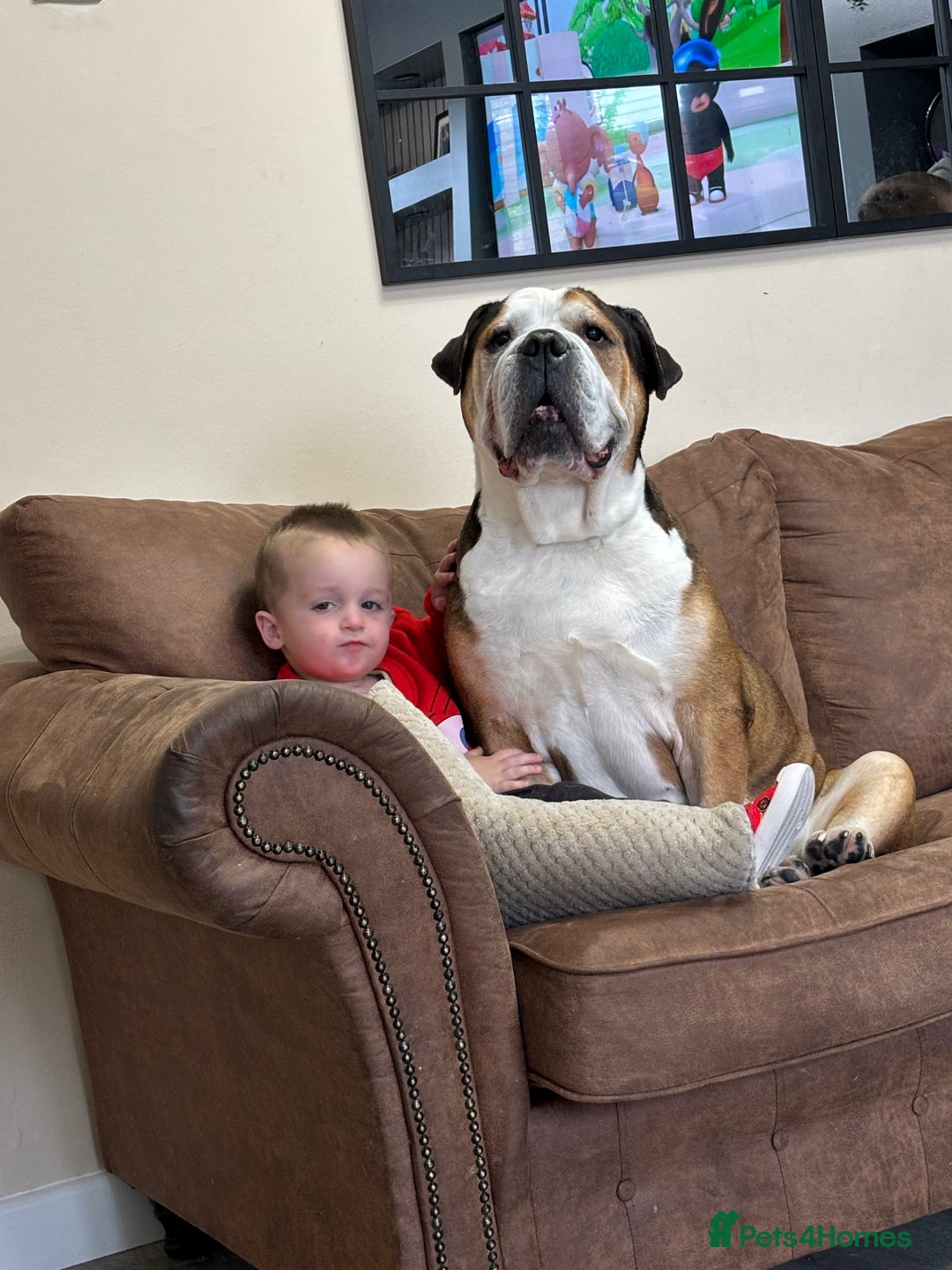American Bulldog dogs for sale: american bulldog - Image 6