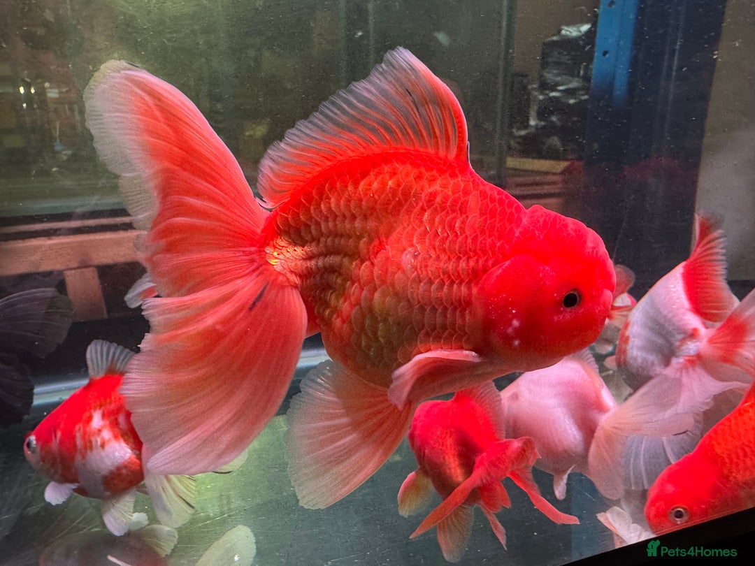 Fancy Goldfish fish for sale: Thai pleated goldfish - Image 14
