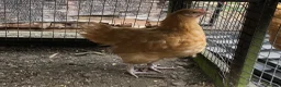 Chickens poultry for sale: Orpington Cockerels  - Advert 6