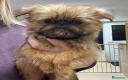 Griffon Bruxellois dogs for sale: Stunning red rough puppy  - Image 1