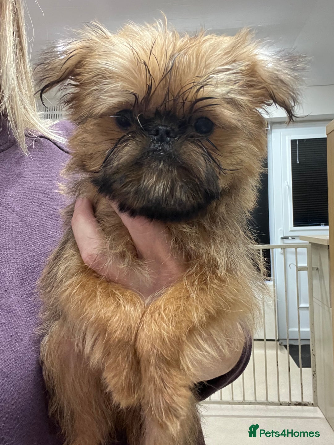 Griffon Bruxellois dogs for sale: Stunning red rough puppy  - Image 1