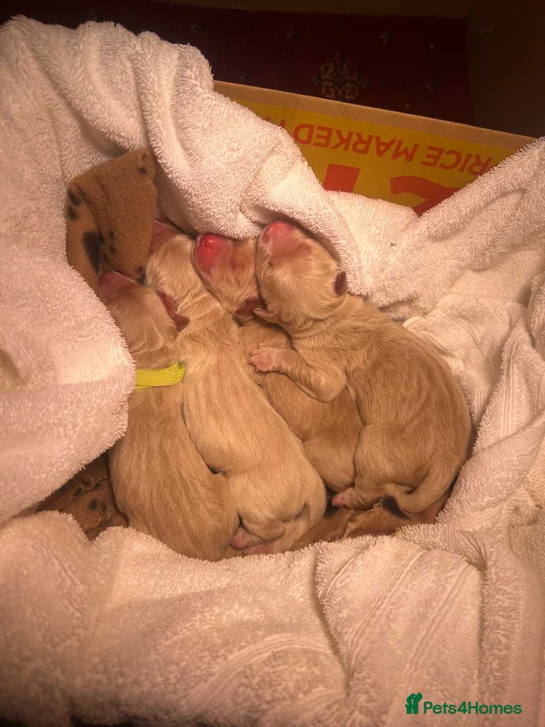 Golden Retriever dogs for sale: Golden retriever puppies  in Antrim - Advert 2