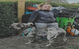Cane Corso dogs for stud: 🧬MAJESTIC MERLE STUD🧬 - Image 14