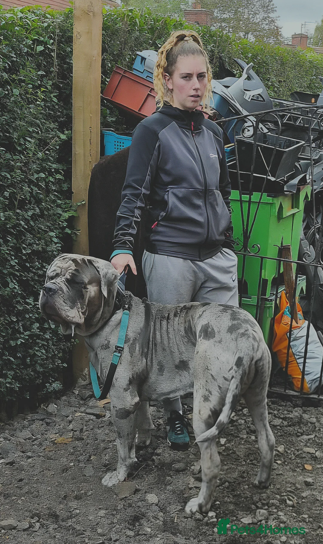 Mixed Breed dogs for stud: Cane corso stud  - Advert 14