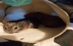 Guinea Pig rodents for sale: Multiple Guinea Pigs for sale - Advert 2