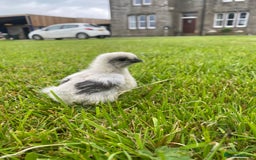 Hens poultry for sale: Purebred silkie hen with 7 purebred chicks - Image 4
