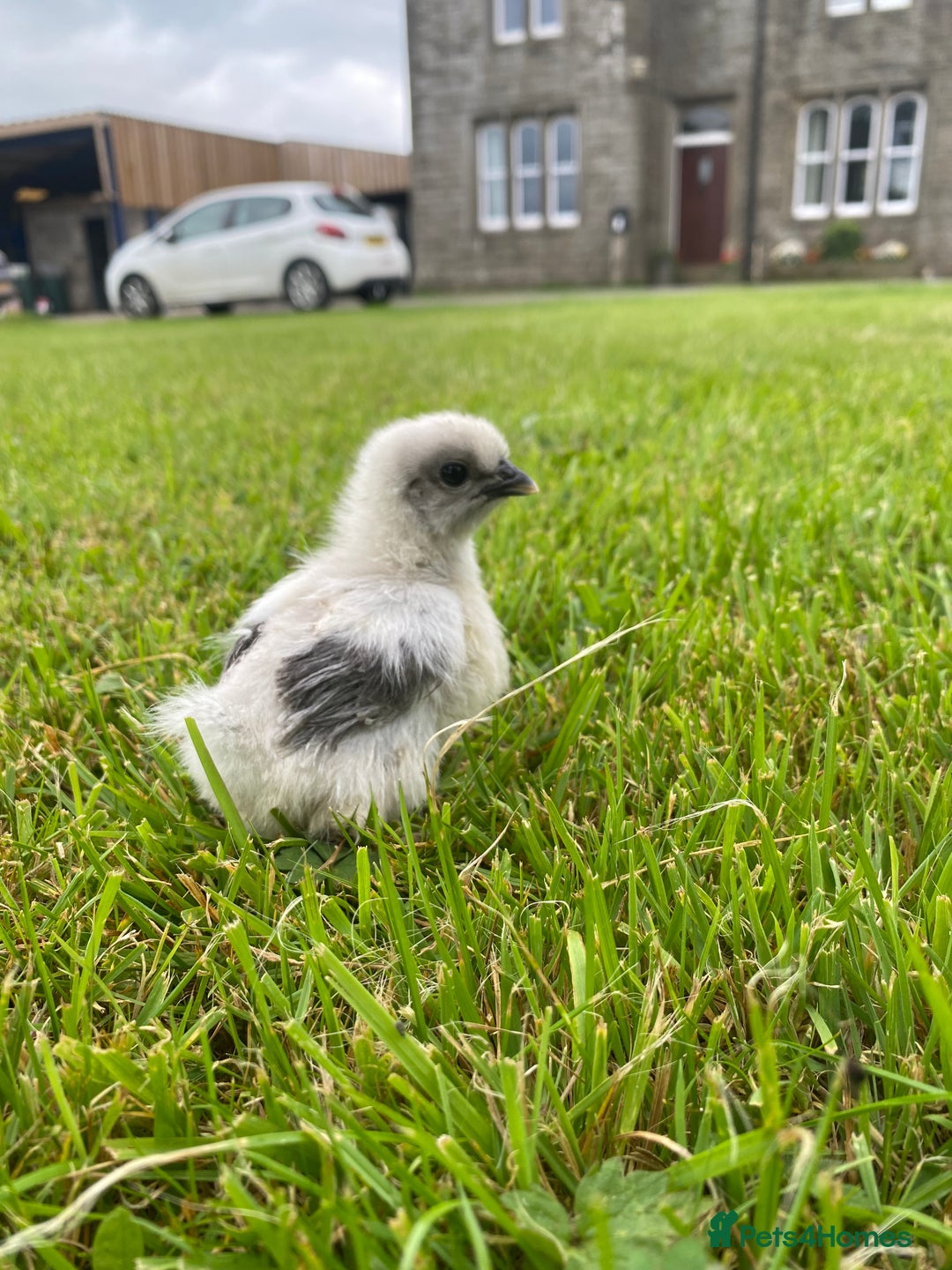 Hens poultry for sale: Purebred silkie hen with 7 purebred chicks - Image 4