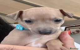 Italian Greyhound dogs for sale: Beautiful Italian Greyhound puppies - Image 2