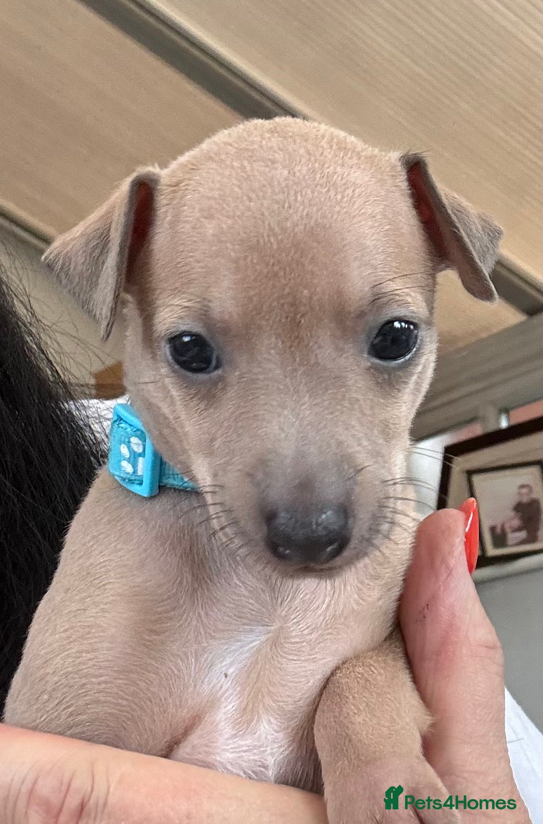 Italian Greyhound dogs for sale: Beautiful Italian Greyhound puppies - Image 2