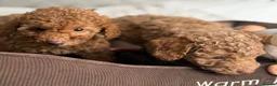 Toy Poodle dogs for sale: Gorgeous Toy Poodle puppies  - Advert 2