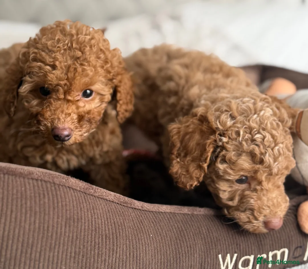 Toy Poodle dogs for sale: Gorgeous Toy Poodle puppies  - Advert 2