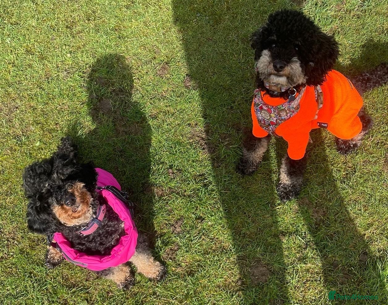 Toy Poodle dogs 3 toy poodles - Advert 1