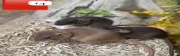 Rat rodents for sale: Beautiful full size and dwarf rats  - Advert 18