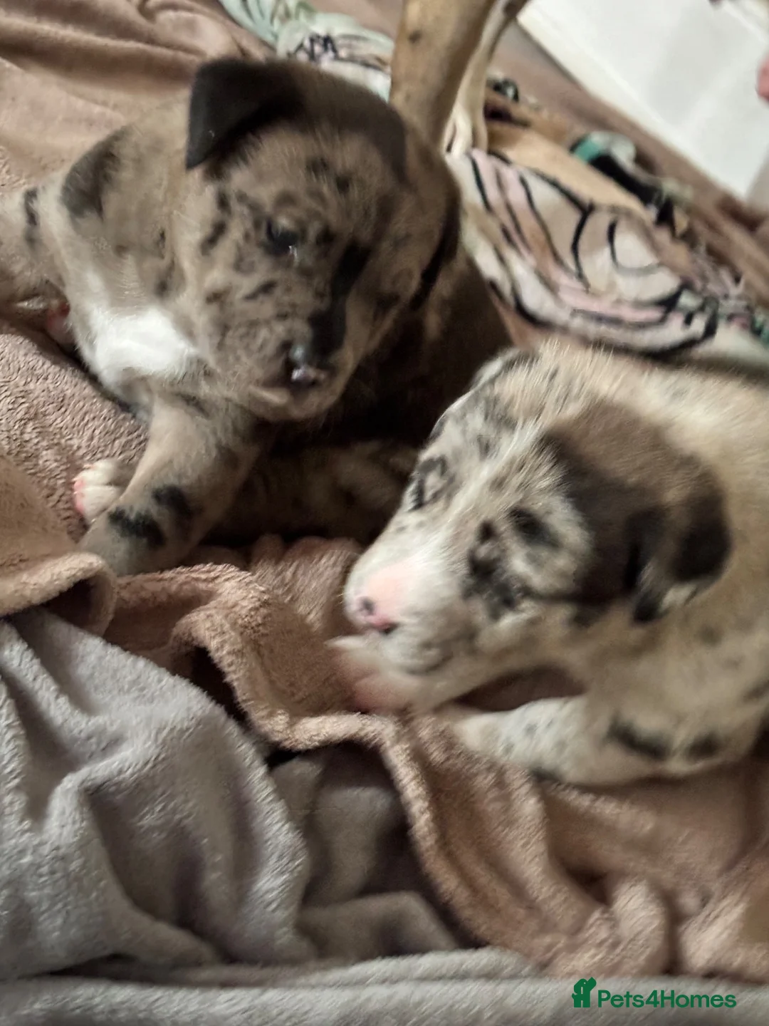 Mixed Breed dogs for sale: Female back available Beautiful unique bullherder  - Advert 2